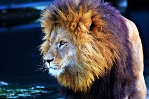aslan ile arslan arasındaki fark